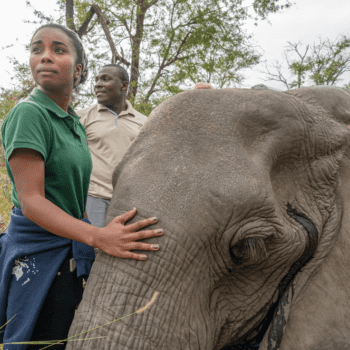 Protecting Elephants with Dominique Gonçalves